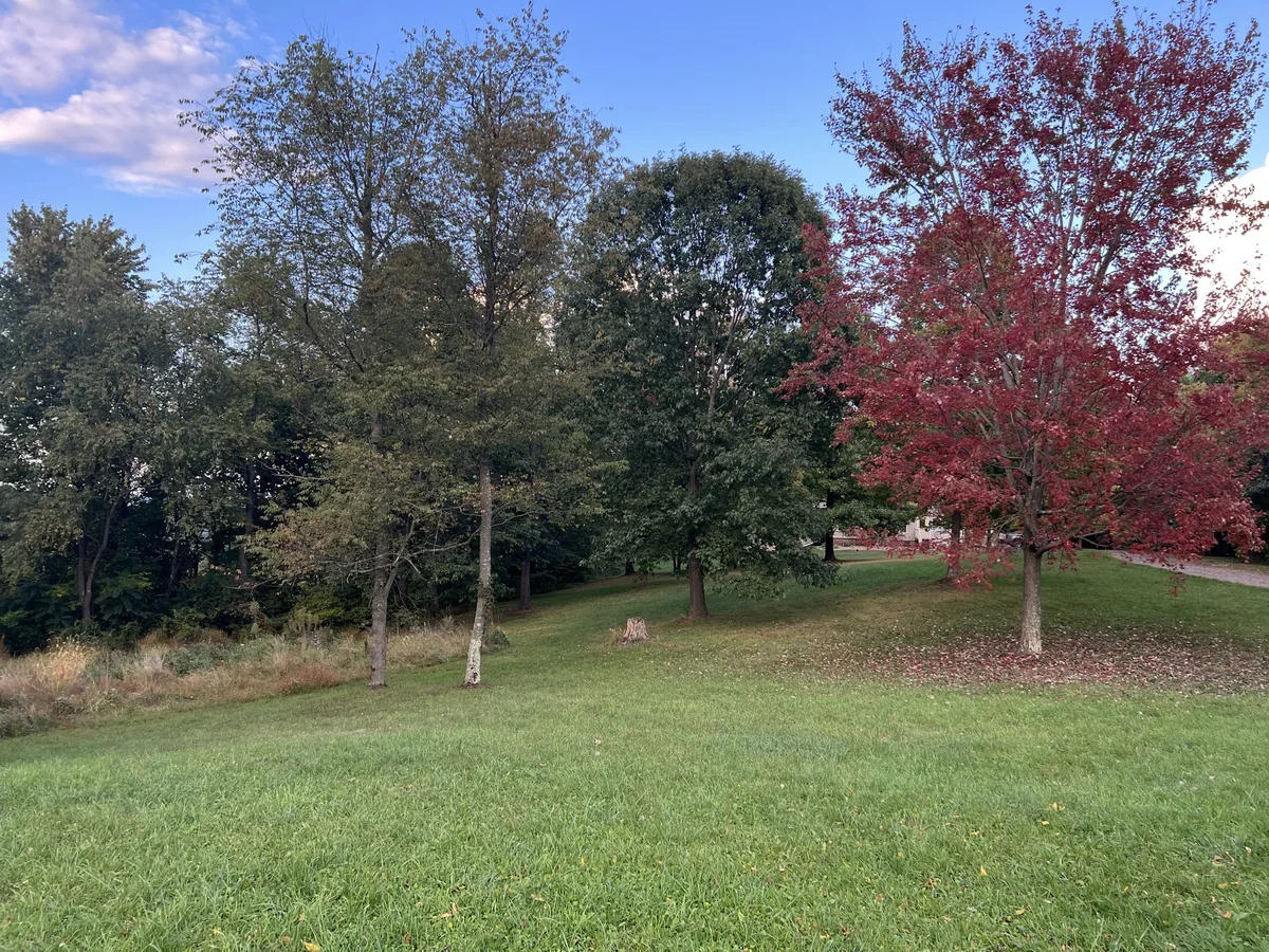 Grassy yard and trees near The Auburn